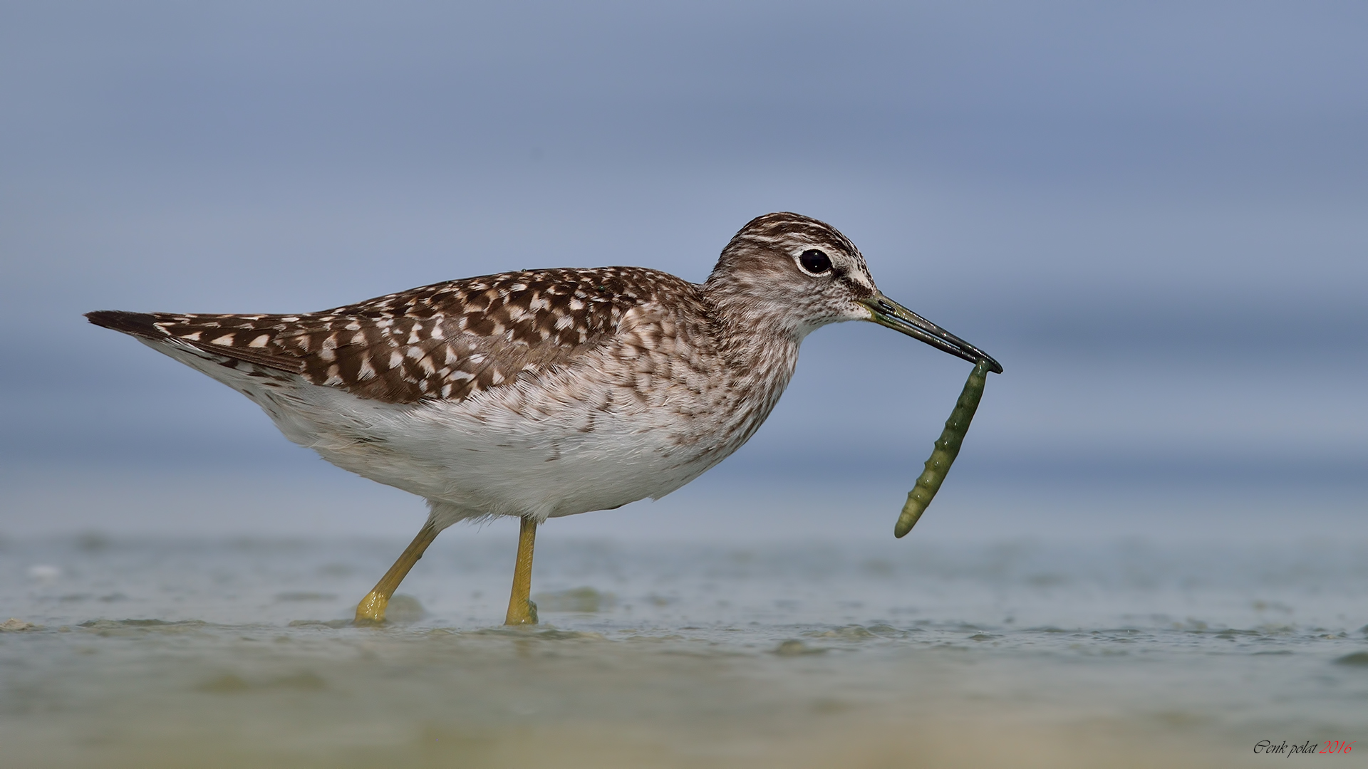 Wood Sandpiper